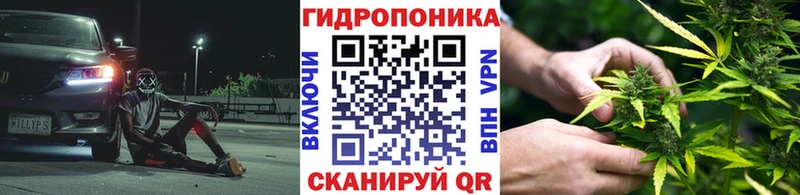 Канабис план  Луга 
